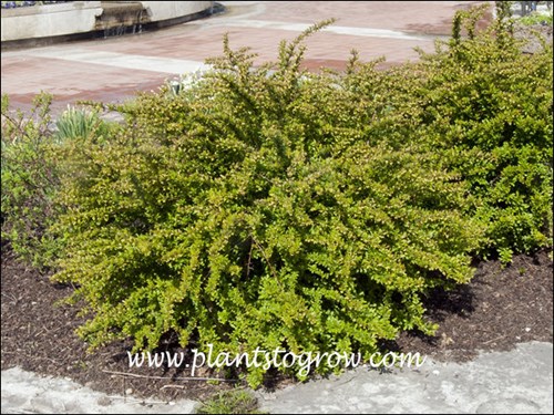 The plant is blooming at this time and it is in the early spring has it has a yellowish tint.
